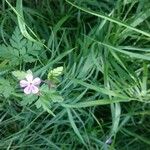 Geranium robertianumKwiat