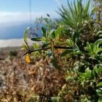 Rubia fruticosa Hoja