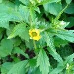 Geum macrophyllumBlüte