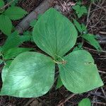 Trillium ovatum Blad