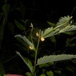 Aeschynomene fascicularis Hoja