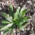 Lactuca virosa Blad