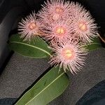 Corymbia ficifolia 花