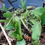 Lysichiton americanus Hostoa