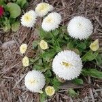 Bellis rotundifolia Flor