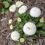 Bellis rotundifolia Fleur