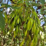 Fraxinus excelsior 果實