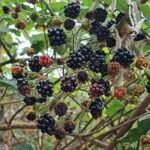 Rubus fruticosus Fruit