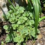 Sedum ternatum Leaf