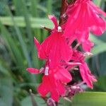 Lobelia cardinalisÕis