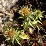 Carlina vulgaris Blomma