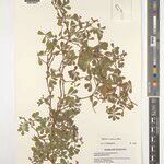 Tephrosia radicans Alia