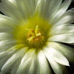 Astrophytum myriostigma Blomma