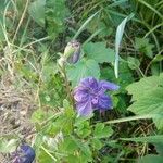 Aquilegia vulgarisFloare