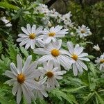 Argyranthemum pinnatifidumFlors