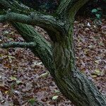 Euonymus maackii Bark