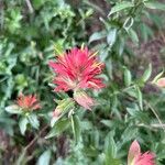 Castilleja miniata Çiçek