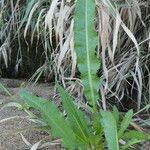 Rumex palustris ᱥᱟᱠᱟᱢ