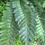 Asplenium marinum Leaf