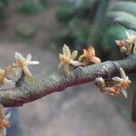 Tridactyle anthomaniaca Flower