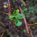 Escallonia rubra Yaprak