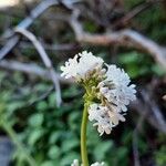 Valeriana dioscoridis Blüte