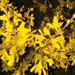 Forsythia x intermediaFlower