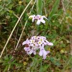 Iberis procumbens Fula