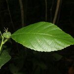 Cleidion castaneifolium Leaf