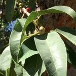 Ficus salicifolia Φύλλο