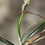 Carex ericetorum ഇല