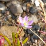 Spergularia marina Blomma