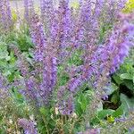 Salvia nemorosa花