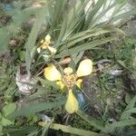 Trimezia steyermarkii Blüte