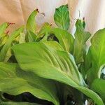 Spathiphyllum wallisii Leht