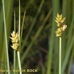 Carex heleonastes अन्य