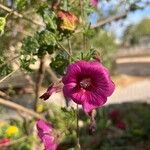 Malva unguiculata Цветок