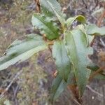 Cistus laurifolius برگ