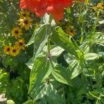 Zinnia elegans Blatt