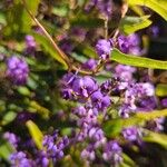 Hardenbergia comptoniana Kwiat