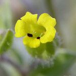Mimetanthe pilosa Flower