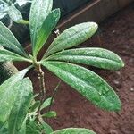 Scaevola montana Blatt