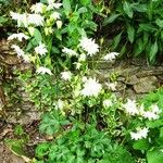 Aquilegia vulgaris Habitat