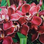 Cymbidium devonianum Blüte