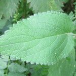 Stachys sylvatica Leaf