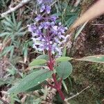 Plectranthus vestitus Συνήθη χαρακτηριστικά