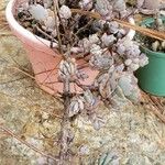 Kalanchoe fedtschenkoi पत्ता