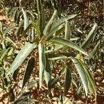 Ficus cordata Hoja