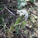 Petasites frigidus Leaf