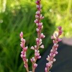 Persicaria decipiens Flor